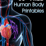 50 FREE Human Body Printables My Joy Filled Life
