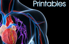 50 free human body printables my joy filled life 50 FREE Human Body Printables My Joy Filled Life