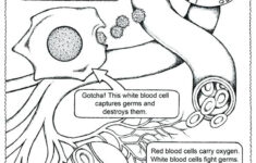 Anatomy And Physiology Coloring Pages Free At GetColorings Free