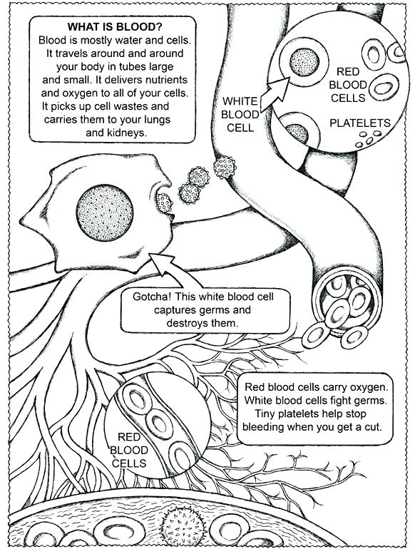 Anatomy And Physiology Coloring Pages Free At GetColorings Free 