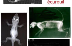 Animal X Rays For Vet And Science Play When Im A Teacher