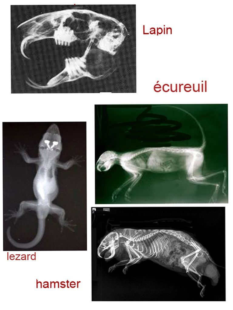 Animal X Rays For Vet And Science Play When Im A Teacher