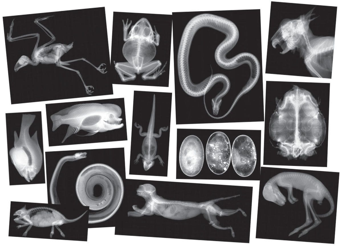 Animal X Rays Pets Preschool Animal Study X Ray