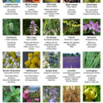 Aromatherapy Chart Aromatherapy Chart Essential Oils Essential Oils