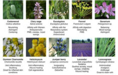 Aromatherapy Chart Aromatherapy Chart Essential Oils Essential Oils