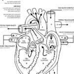 Free Printable Human Anatomy Coloring Pages Heart Diagram Anatomy