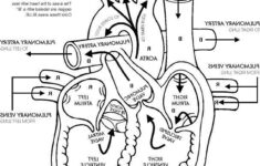 Free Printable Human Anatomy Coloring Pages Heart Diagram Anatomy