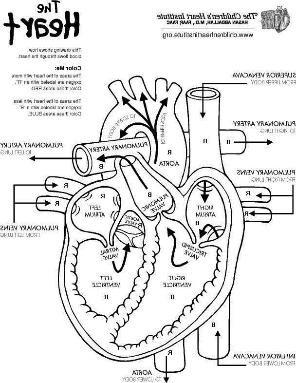 Free Printable Human Anatomy Coloring Pages Heart Diagram Anatomy 