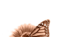 free printable sympathy verses free printable a to z Free Printable Sympathy Verses Free Printable A To Z