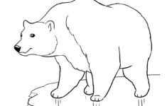 Polar Bear Printable Pictures Free Free Printable