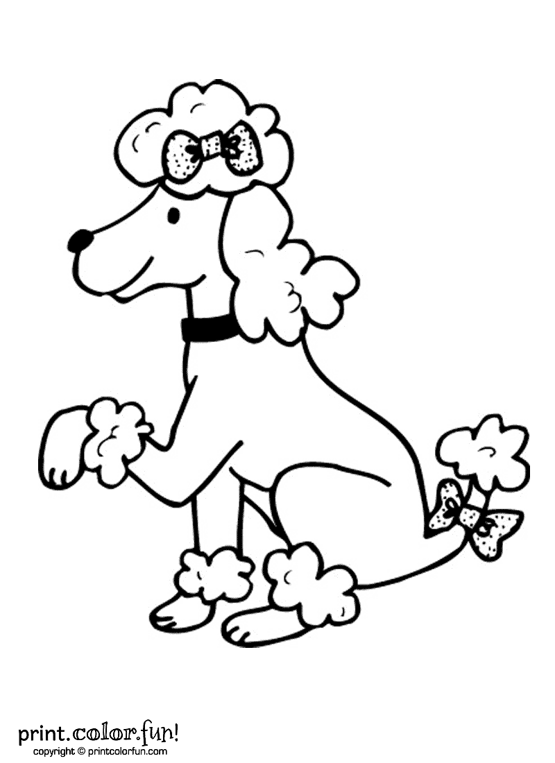 Poodle Dog Coloring Page Print Color Fun 