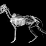 Printable X Ray Pictures Orek Free Printable Animal X Rays Free