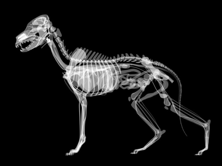 Free Printable Animal X Rays