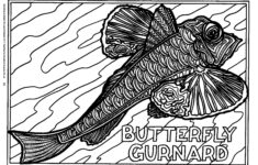 Something Australian Burrabooks Australian Educational Books