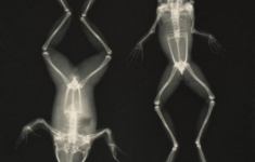 Vintage X Ray Printable Images In 2019 Group Boards Advertise